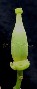  Ovary with calyx and Disk